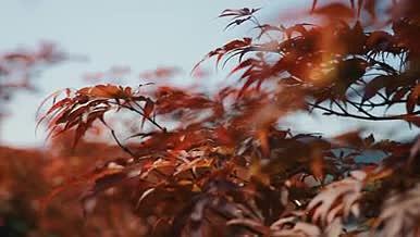 4k实拍唯美红枫叶植物风景空镜视频的预览图